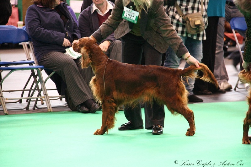 Crufts2011 359.jpg